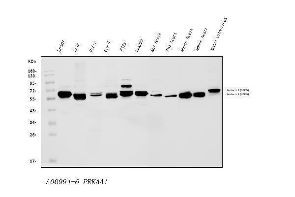 Anti-AMPK alpha 1/PRKAA1 Antibody Picoband®