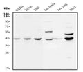 Anti-MEK2/MAP2K2 Antibody Picoband®