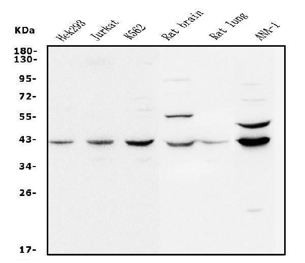 Anti-MEK2/MAP2K2 Antibody Picoband®