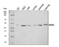 Anti-MEK2/MAP2K2 Antibody Picoband®