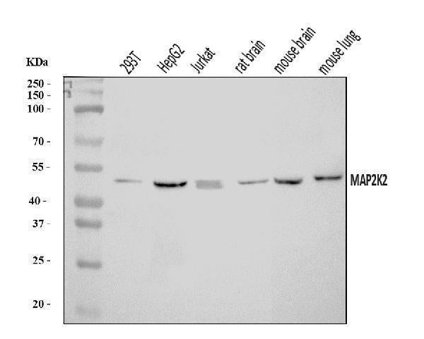 Anti-MEK2/MAP2K2 Antibody Picoband®