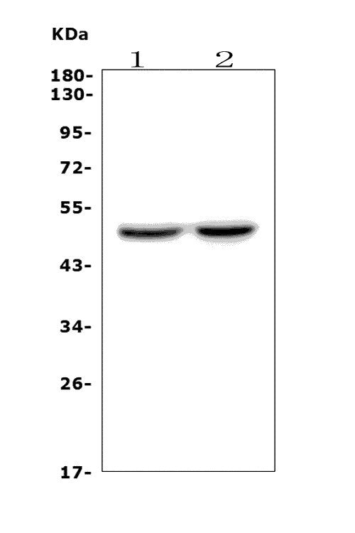Anti-DRD4 Antibody Picoband®