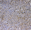 Anti-MBL2 Antibody Picoband®