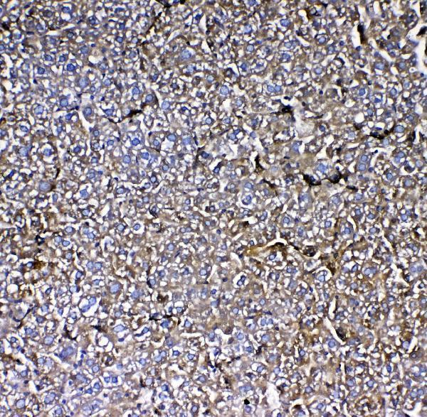 Anti-MBL2 Antibody Picoband®
