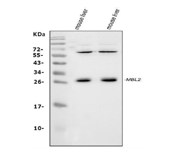 Anti-MBL2 Antibody Picoband®