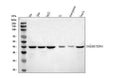 Anti-TDP-43/TARDBP Antibody Picoband®