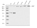 Anti-FRY Antibody Picoband®