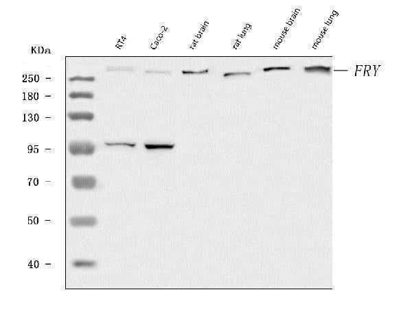 Anti-FRY Antibody Picoband®