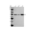Anti-MOK Antibody Picoband®
