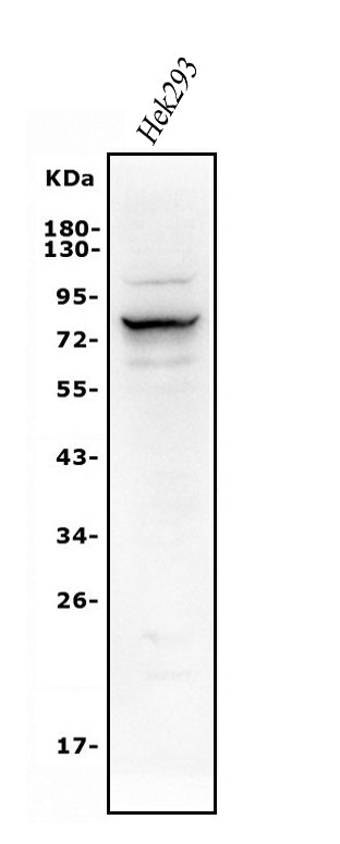 Anti-Alkaline phosphatase/ALPL Antibody Picoband®