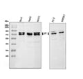 Anti-splicing factor 1/SF1 Antibody Picoband®