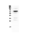Anti-Complement C9 Antibody Picoband®