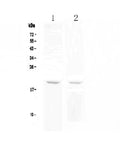 Anti-BCMA/TNFRSF17 Antibody Picoband®