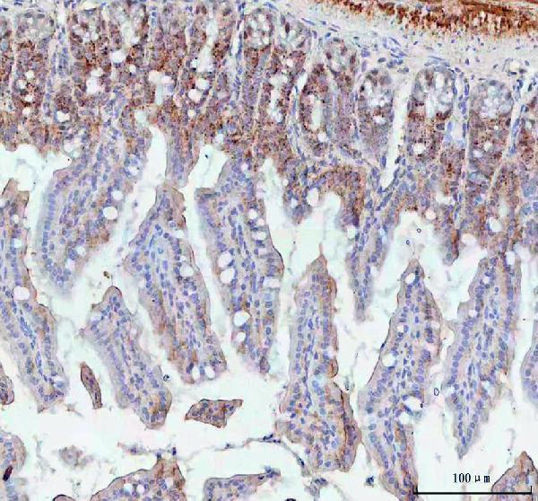 Anti-BCMA/Tnfrsf17 Antibody