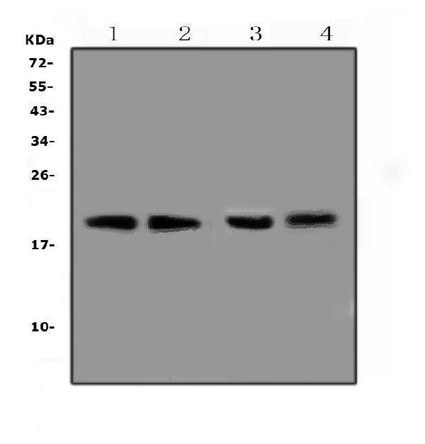 Anti-BCMA/Tnfrsf17 Antibody Picoband®