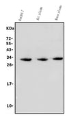Anti-BCMA/Tnfrsf17 Antibody Picoband®