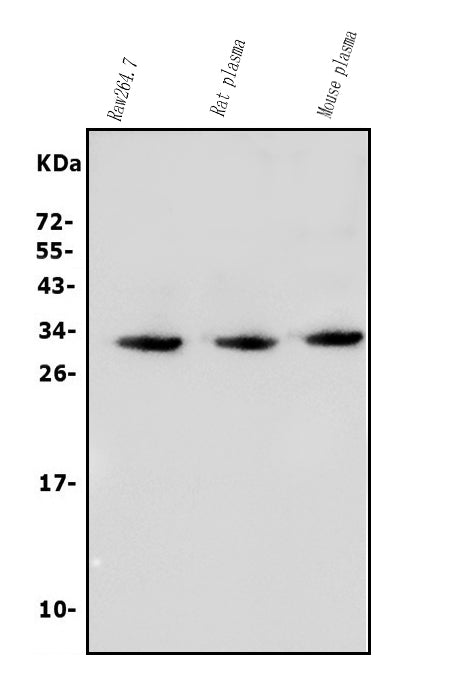 Anti-BCMA/Tnfrsf17 Antibody Picoband®