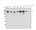 Anti-Integrin beta 4/ITGB4 Antibody Picoband®