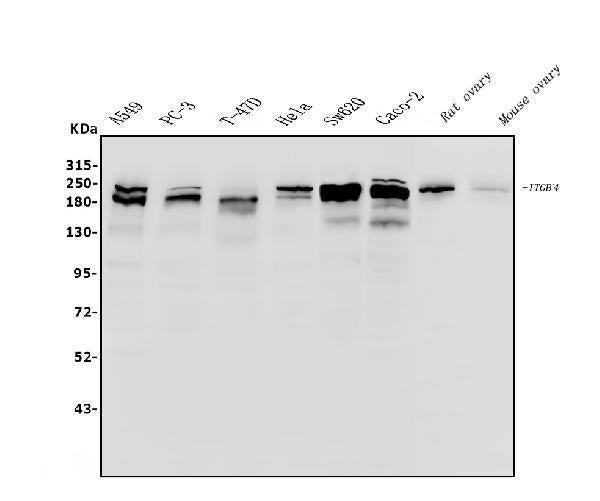 Anti-Integrin beta 4/ITGB4 Antibody Picoband®