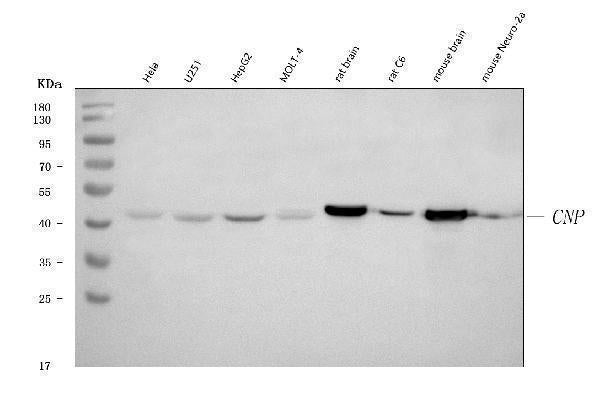 Anti-CNPase/CNP Antibody Picoband®