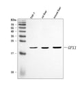 Anti-GPX1 Antibody Picoband®
