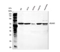 Anti-IRAK/IRAK1 Antibody Picoband®