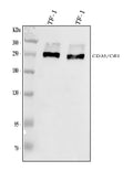 Anti-CD35/CR1 Antibody Picoband®