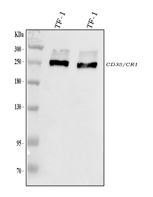 Anti-CD35/CR1 Antibody Picoband®