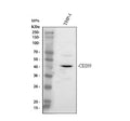Anti-DC-SIGN/CD209 Antibody Picoband®
