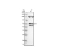 Anti-ELF3 Antibody Picoband®