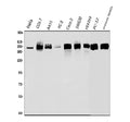 Anti-RNA polymerase II/POLR2A Antibody Picoband®