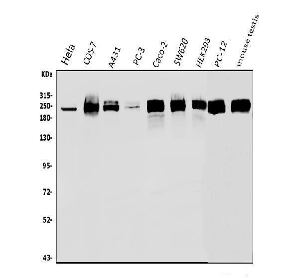 Anti-RNA polymerase II/POLR2A Antibody Picoband®
