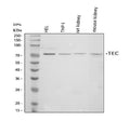 Anti-Tec Antibody Picoband®