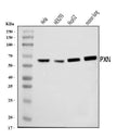 Anti-Paxillin/PXN Antibody Picoband®