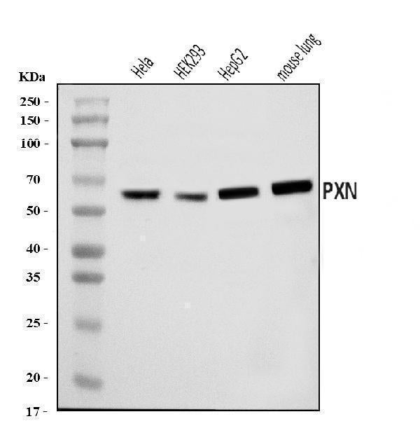Anti-Paxillin/PXN Antibody Picoband®