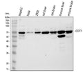 Anti-CDT1/DUP Antibody Picoband®