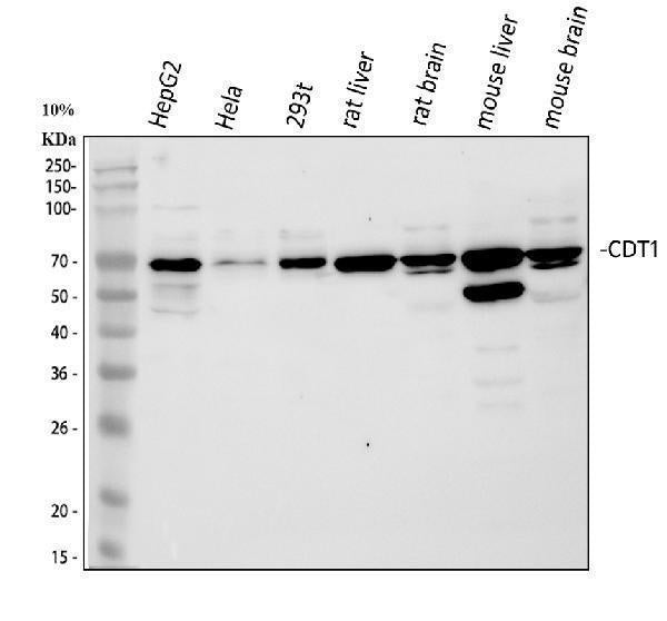 Anti-CDT1/DUP Antibody Picoband®