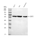 Anti-DUP/CDT1 Antibody Picoband®