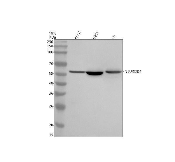 Anti-NEUROD1 Antibody Picoband®