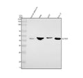 Anti-EDNRB Antibody Picoband®