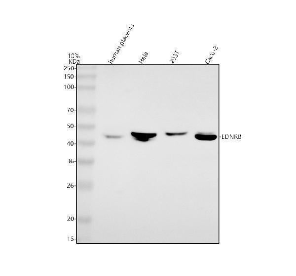 Anti-EDNRB Antibody Picoband®