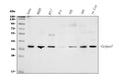 Anti-Caspase-7/CASP7 Antibody Picoband®