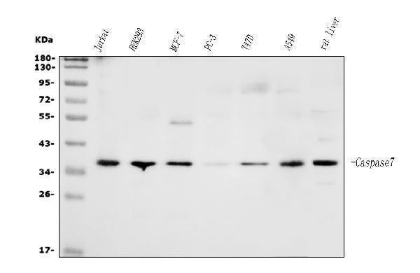 Anti-Caspase-7/CASP7 Antibody Picoband®