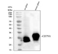 Anti-Cd79a Antibody Picoband®