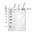 Anti-ABCA4 Antibody Picoband®