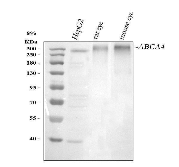 Anti-ABCA4 Antibody Picoband®