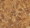 Anti-Aquaporin 4/AQP4 Antibody Picoband®