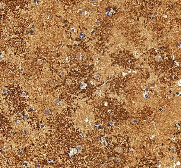 Anti-Aquaporin 4/AQP4 Antibody Picoband®