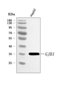 Anti-Connexin-32/GJB1 Antibody Picoband®