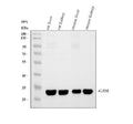 Anti-Connexin 32/GJB1 Antibody Picoband®